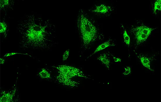 optical-measurement-instruments-in-life-science